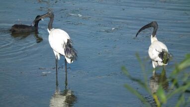 African-sacred-ibis-threskiorn