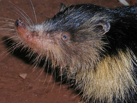 Solenodonte wiki