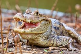 Caiman-crocodilus-1024x683