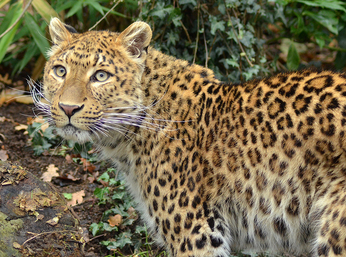Leopardo chino 4