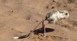 Lesser jerboa