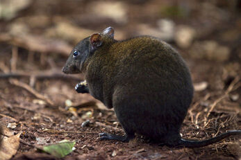 Musky-Rat-kangaroo
