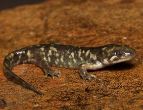 Ambystoma-rosaceum.jpg