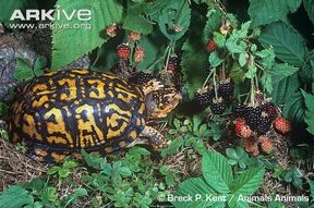 Common-box-turtle-T-c-carolina-eating-blackberries