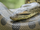 Anaconda Verde