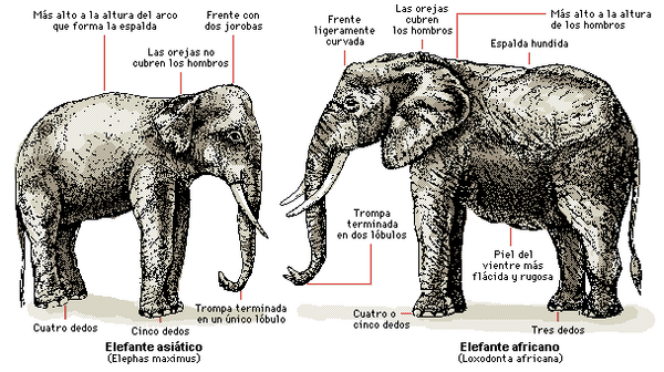 Elefante asiatico 7