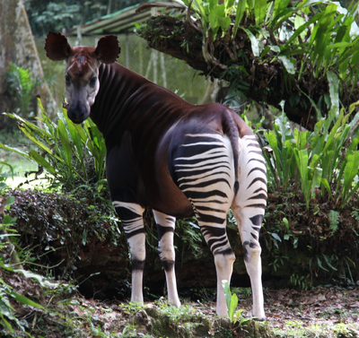 Okapi