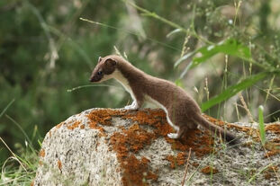 A Stoat, Mustela erminea in wild Jispa, Himachal Pradesh India