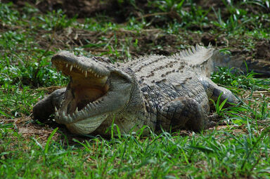 Cocodrilo del Nilo | Wiki Reino Animalia | Fandom