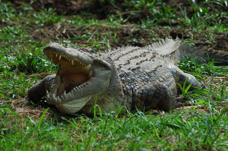 Cocodrilo del Nilo | Wiki Reino Animalia | Fandom