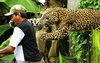 Leopardo indio 12