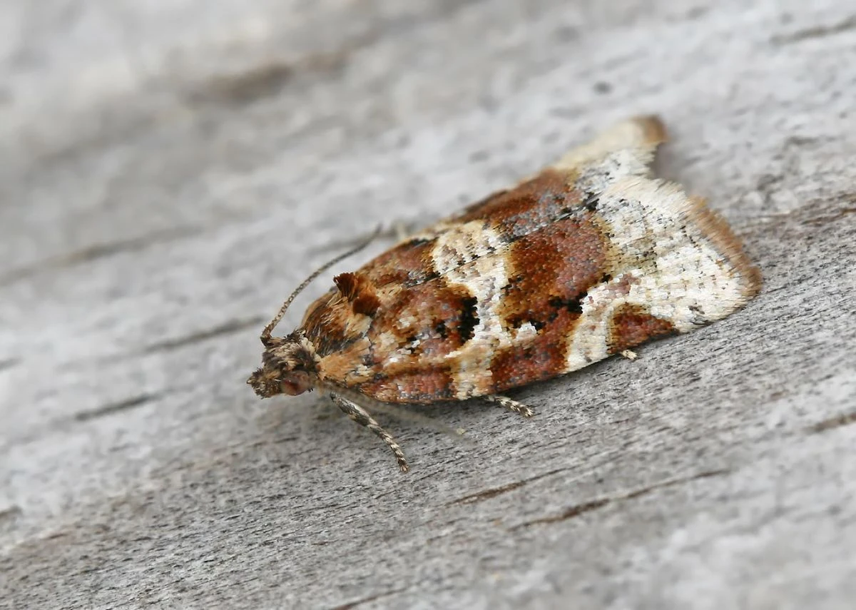 Argyrotaenia ljungiana Wiki Reino Animalia Fandom