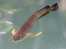 Asian-arowana 6700