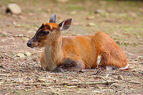 Common-muntjac