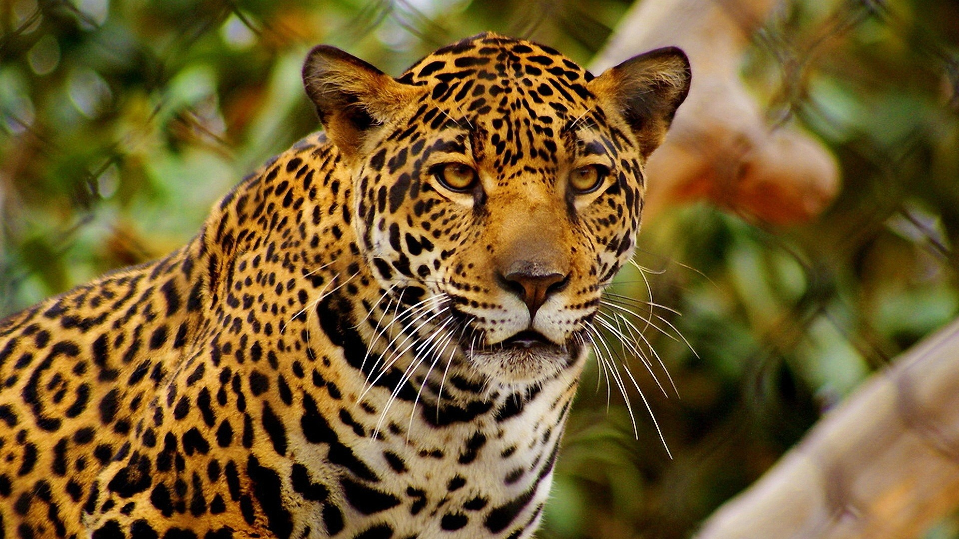 Jaguar Wiki Reino Animalia Fandom