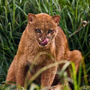 Jaguarundí 6.png