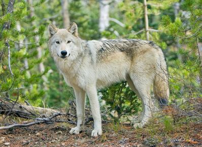 Usuario Blog:Maxinico/El regreso de los Lobos a Yellowstone | Wiki Reino  Animalia | Fandom