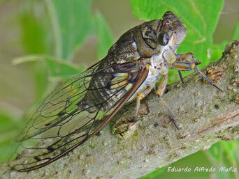 Quesada gigas.jpg