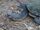 Tortuga cuello de Serpiente Australiana