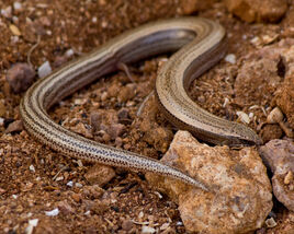 Chalcides mauritanicus