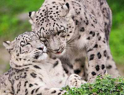 Leopardos de las nieves