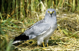 Northern-harrier-circus-cyaneus-15470030