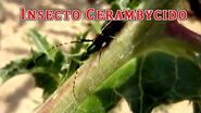 "Cerambycidae escarabajo longicornio""Escarabajo largos cuernos""Cerambícido escarabajo longicornio"