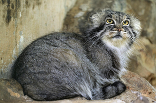 Manul 1