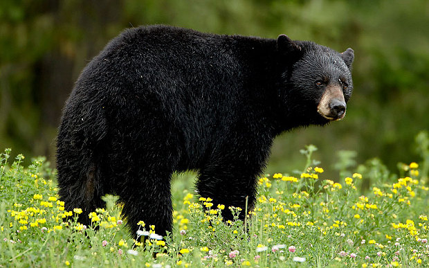 Oso Negro | Wiki Reino Animalia | Fandom Oso Negro | Wiki Reino Animalia | Fandom