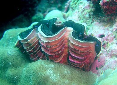 800px-Tridacna squamosa