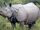 Rinoceronte Indio