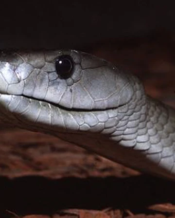 Mamba Negra Wiki Reino Animalia Fandom La vibora negra, en el peor ano de la epoca oscura, edmund blackadder, duque de edimburgo vive una serie de aventuras y desventuras tan perversas como divertidas. mamba negra wiki reino animalia fandom