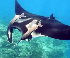 Mantaraya 4