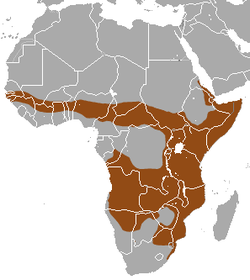 250px-Banded Mongoose area