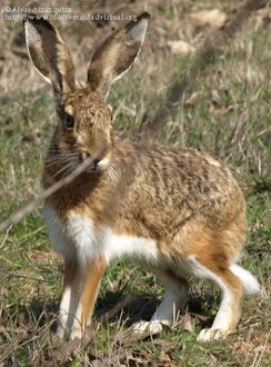 Lepus-granatensis-702