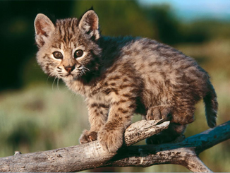 Lince rojo 3