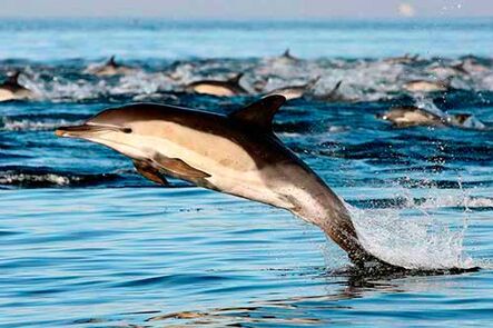 Tierra-de-delfines-Delphinus-capensis-34-500x333