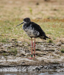 Black Stilt juv - Lake Ohau, South Island - New Zealand