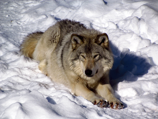 Lobo acostado.png