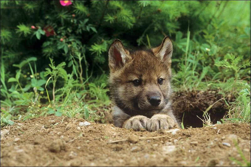 Lobo Indio | Wiki Reino Animalia | Fandom