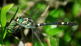 Macromia splendens