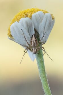 Oxyopes-heterophthalmus.jpg