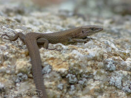 Algyroides-fitzingeri