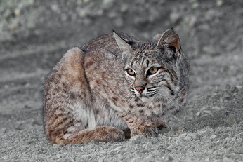 Lince rojo 6