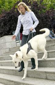 Perro guia