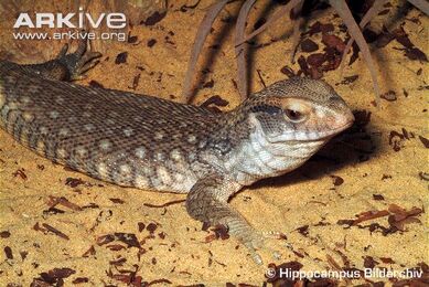 Savannah-monitor