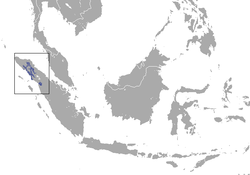 250px-Sumatran Orangutan area.png