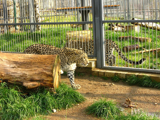 Leopardo caucasico 2