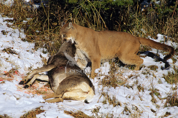 Recomendación mantequilla blusa Puma | Wiki Reino Animalia | Fandom