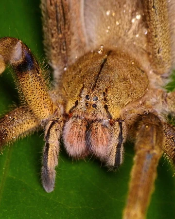 Arana De Los Bananos Wiki Reino Animalia Fandom See 2 authoritative translations of araña in english with example sentences, phrases and audio pronunciations. los bananos wiki reino animalia fandom